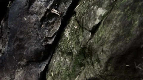 A Serene Forest Scene Featuring Textured Rocks and Lush Greenery Stock Footage 344926746