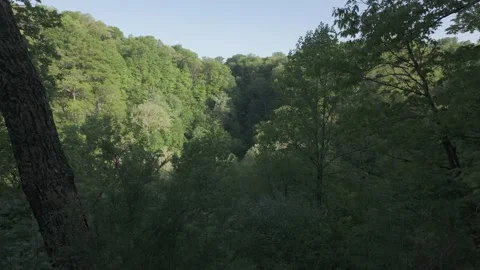 Serene Forest Scene 動画素材 310218843