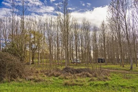 Serene Forest Scene with Leafless Trees and Partly Cloudy Sky Stock Photos