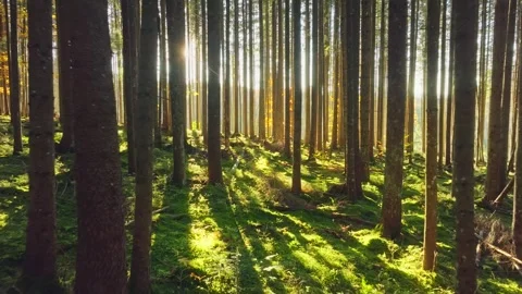 A serene forest scene with sunlight creating a tranquil atmosphere Stock Footage 318656037