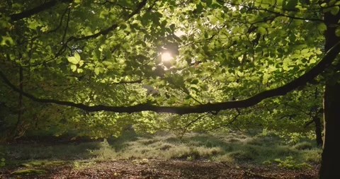 Serene Forest Scene with Sunlight Shining Through Leaves | 4K Nature Video 스톡 동영상 306401448