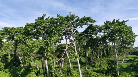 Serene forest scene: Towering trees with dense Stock Footage 339849002