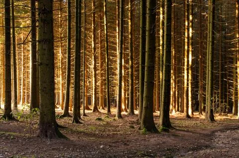 A serene forest scene with tree trunks bathed in the warm light of the sett.. Foto stock