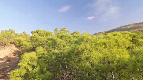 Serene Forest Scenery with Pine Branches Flowing Gently with the Wind Stock Footage 347980240