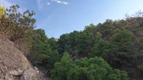 Serene Forest Scenery with Pine Branches Flowing Gently with the Wind Stock Footage 347981701