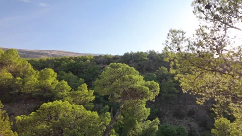 Serene Forest Scenery with Pine Branches Flowing Gently with the Wind Stock Footage 347982368