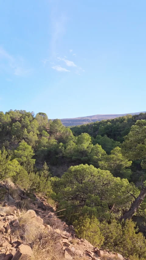 Serene Forest Scenery with Pine Branches Flowing Gently with the Wind Stock Footage 347982446