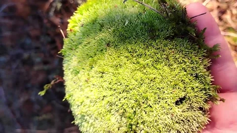 In a serene forest setting, a close-up view reveals a vibrant patch of green Stock Footage 292755427