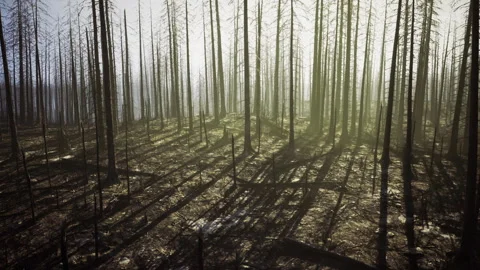 Serene forest silhouettes under gentle green illumination create soothing vistas Stock Footage 339799010