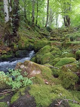 A serene forest stream cascading over moss-covered rocks in a shady woodland Stock Photos