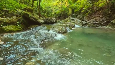 Serene forest stream with cascading water and lush greenery Stock Footage 325091729