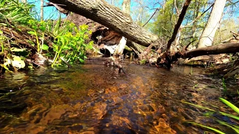 Serene Forest Stream with Fallen Log and Spring Yellow Wildflowers Stock Footage 328609633