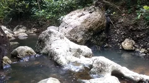 Serene Forest Stream with Fallen Log Vídeo Stock 332470264