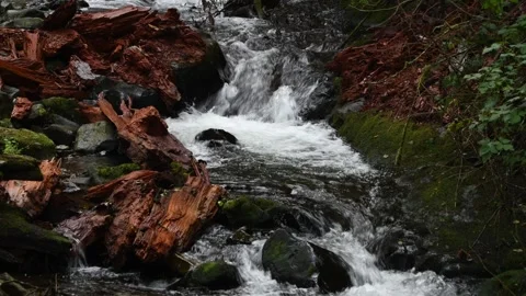 Serene Forest Stream Flowing Among Rocks and Fallen Trees Stock Footage 270807016