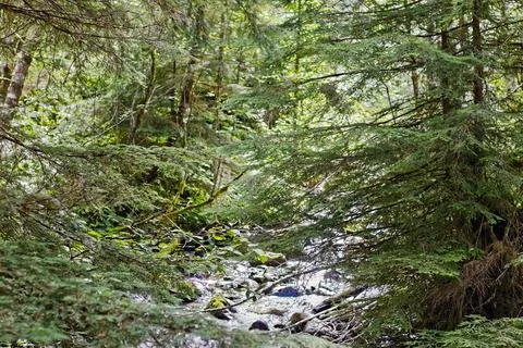 A serene forest stream flowing beneath dense evergreen branches Stock-Fotos