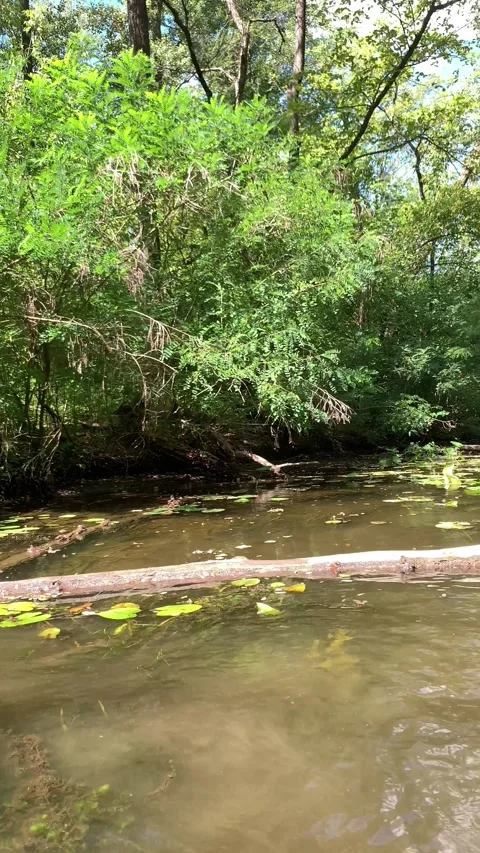 Serene forest stream flowing gently through a lush green woodland with floating Vidéo 346131212