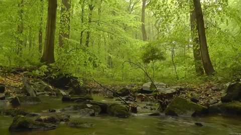 Serene forest stream flowing over moss-covered rocks under a canopy of lush.. Video stock 295748379