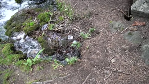 Serene forest stream flowing over mossy rocks and tangled tree roots Video stock 330317222