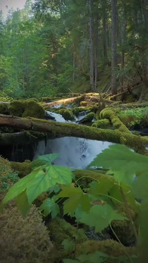 A serene forest stream flowing over mossy logs and rocks in a lush woodland Vidéo 334084922