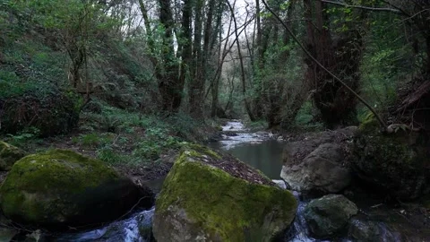 Serene Forest Stream Flowing Through Moss-Covered Rocks in the Early Morning Stock Footage 281005287