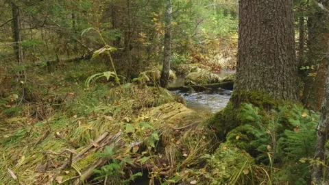 Serene Forest Stream Flowing Through the Southern Urals Wilderness, Russia Stock Footage 325449801