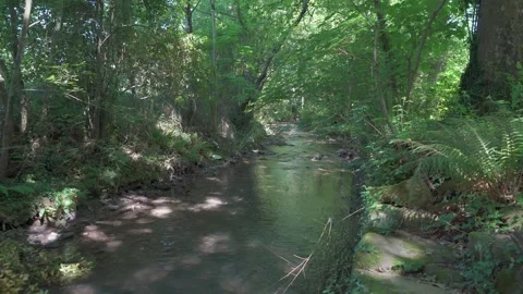 Serene forest stream flowing through greenery Видео 337036129