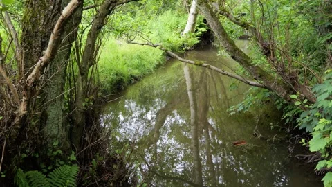 Serene forest stream flowing through green woods Stock Footage 337737133