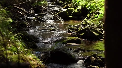 Serene forest stream flows gently over rocks in lush environment Stock Footage 316763319