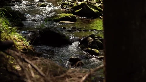 Serene forest stream flows gently over rocks in lush environment Stock Footage 327124173