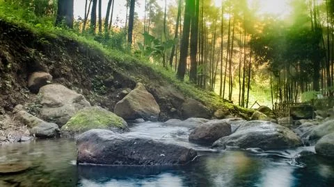 A serene forest stream flows gently over smooth rocks, surrounded by toweri.. Stock Photos