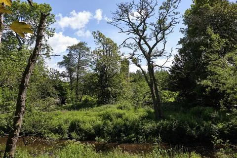Serene forest stream flows gently through lush greenery Stock Photos