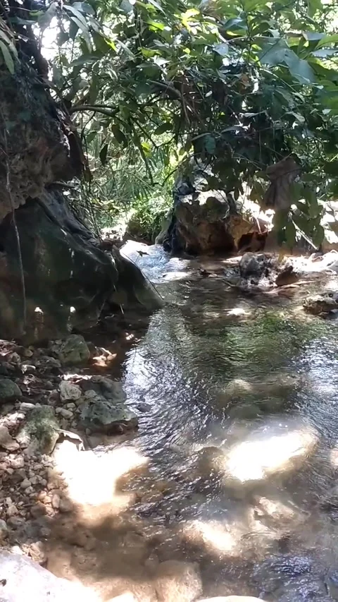 Serene Forest Stream Stock Footage 331107160