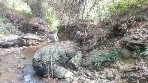 Serene Forest Stream Stock Footage 333152136