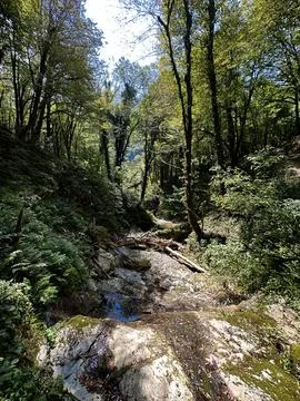 Serene Forest Stream Stock Photos