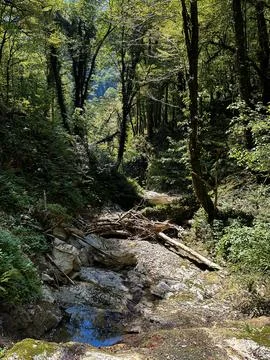 Serene Forest Stream Stock Photos