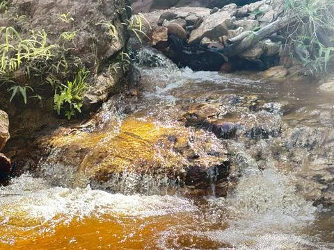 Serene forest stream Stock Photos