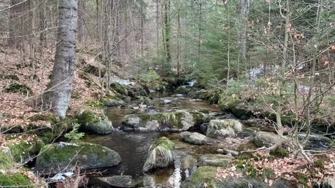 The Serene Forest Stream with Reflections captures the tranquility and beauty of Stock Footage 304844674