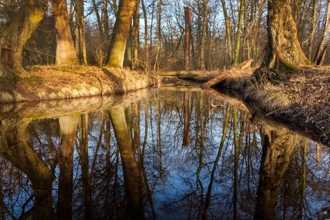 Serene Forest Stream with Reflections Stock Photos