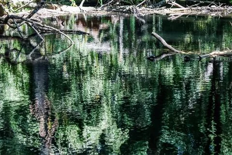 Serene forest stream with reflections of trees and fallen branches on the w.. Stock Photos