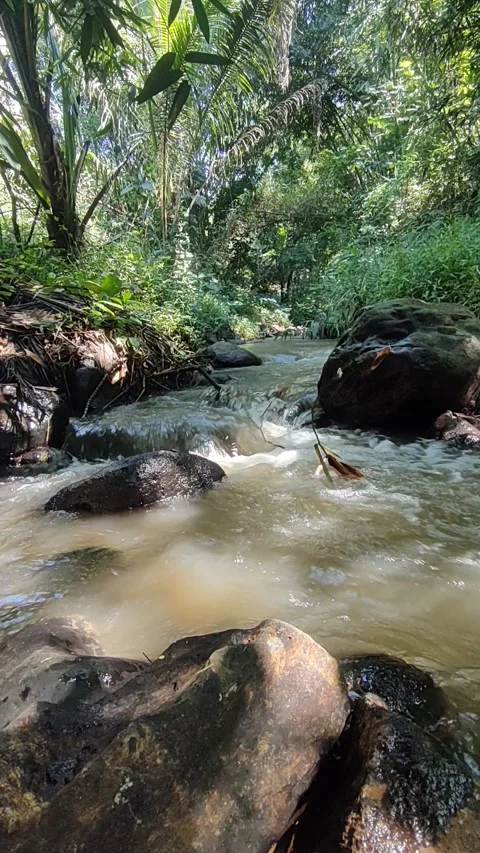 Serene Forest Stream with Rushing Water Stock Footage 311062300