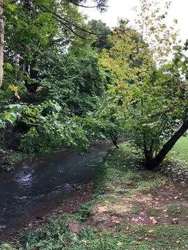 Serene forest stream scene Stock Photos