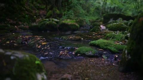Serene forest stream surrounded by lush greenery, moss-covered rocks, and Stock Footage 285380522