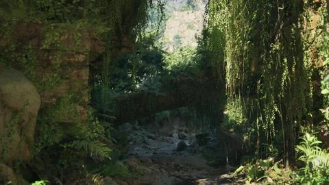 A serene forest stream surrounded by vibrant greenery. mountain path イラスト素材