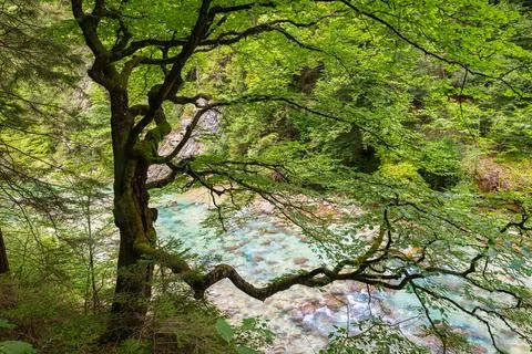 Serene Forest Stream Viewed Through Moss-Covered Tree Branches in Lush Nature Stock Photos