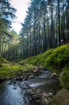 A serene forest stream winds through a lush pine forest, creating a peacefu.. Stock Photos