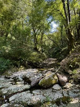 Serene Forest Streambed Stock Photos
