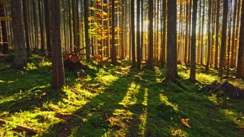 A serene forest with sunlight creating patterns of light and shadow Stock Footage 318656256