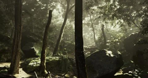 Serene forest with sunlight filtering through trees in tranquility Stock Illustration