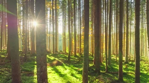 A serene forest with sunlight streaming through trees, revealing beauty Stock Footage 318656255