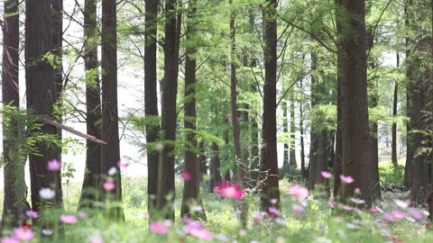 Serene Forest with Tall Trees and Blooming Cosmos Flowers Stock Footage 341927565